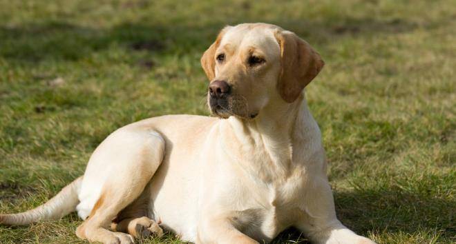 怎么看小狗是不是拉布拉多 15c33b73d6c0481e9249a850161791be.jpeg