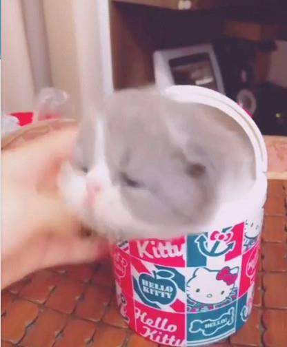 动画片|小加菲猫楚楚可怜爬出盒子，网友直呼萌化了：组团去偷猫要不要