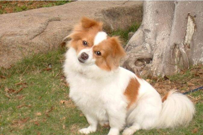 想要知道蝴蝶犬有没有感冒 先看看这些表现症状 再作决定 狗狗