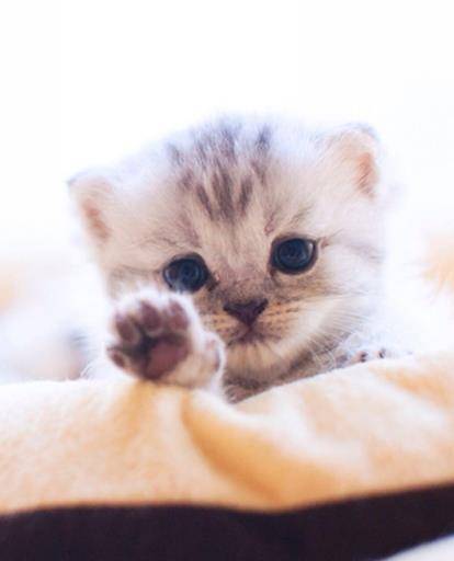 观点评论|如果这4只小猫出现在你门口，你会选哪只抱回家呢？我果断选第三