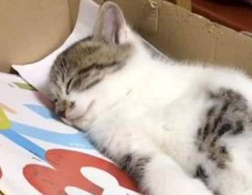 猫咪|主人撸猫被拒，气得直接甩钞票砸猫咪脑袋，喵：OK，你随便撸吧！