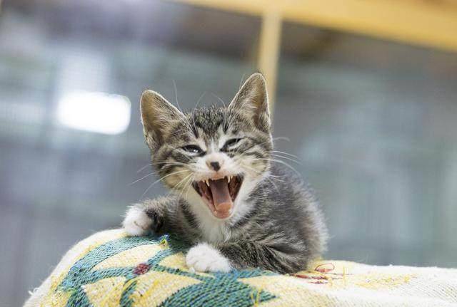 猫咪怎么叫是表示饿了 faa7f49954c74b92ab94ba50884a8308.jpeg