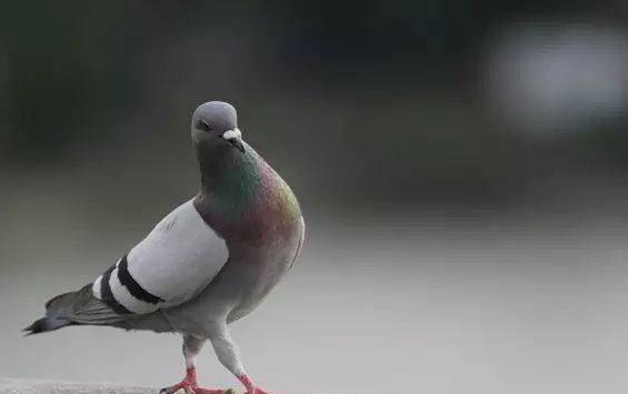 0f2e659e6d8d46a99b2eac478f1bcb6f.jpeg
