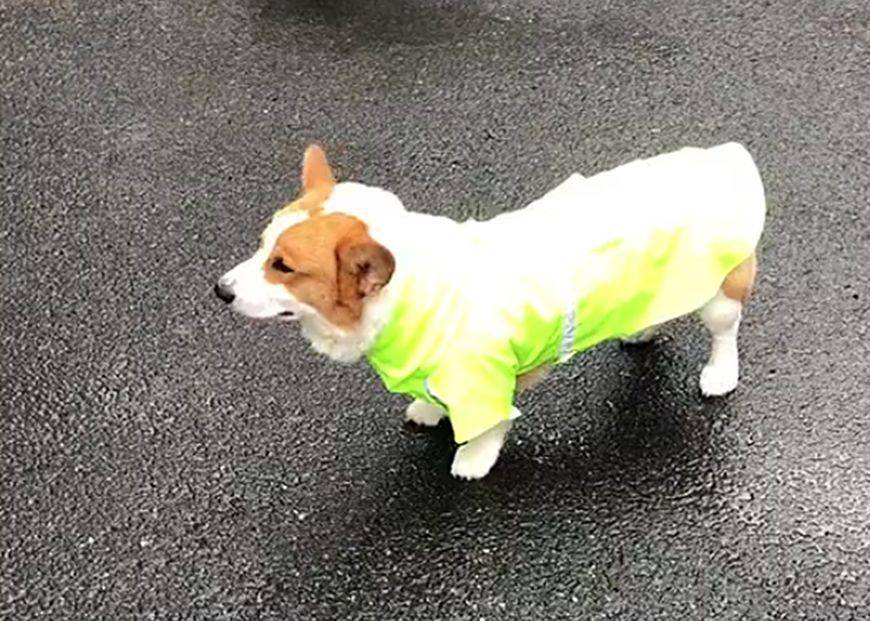因为|贵宾用尾巴逗猫咪，柯基却因为没有尾巴被猫冷落，柯基：好难过…