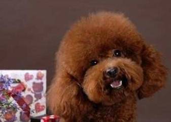 因为|全世界最贵的一种狗，不是藏獒，也不是罗威纳犬！