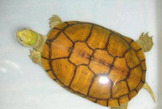 乌龟怎么看多少甲 6393ab56456647c398b919f10aaff81a.jpeg