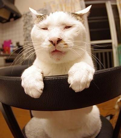 怎么挑选好看的猫咪幼崽 679c64d1895844298cb520ff16ddde18.jpeg