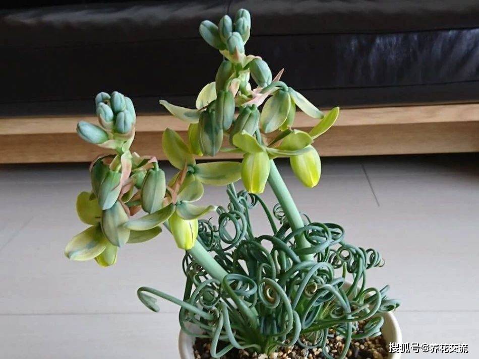 盆栽弹簧草养护指南 为啥叶子变直了 为啥夏天容易枯萎 时候