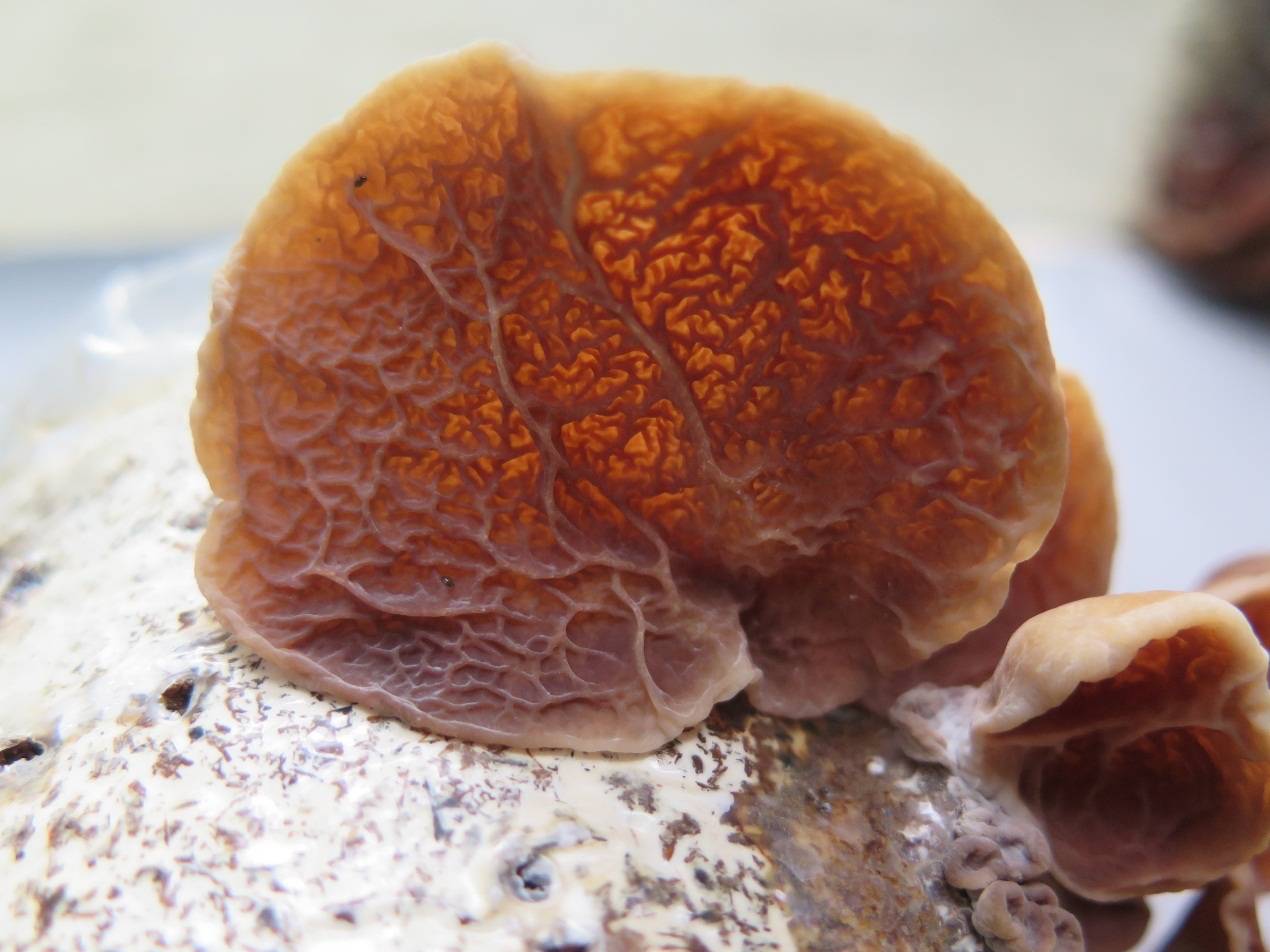 原创四川省农科院成功驯化选育红色皱木耳新菌株川皱耳1号