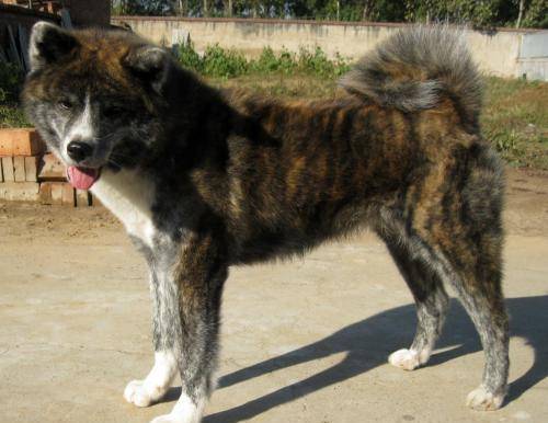 怎么挑选好狗标准 8ca68c309f4e4b558a69d3a40d3c8aec.jpeg