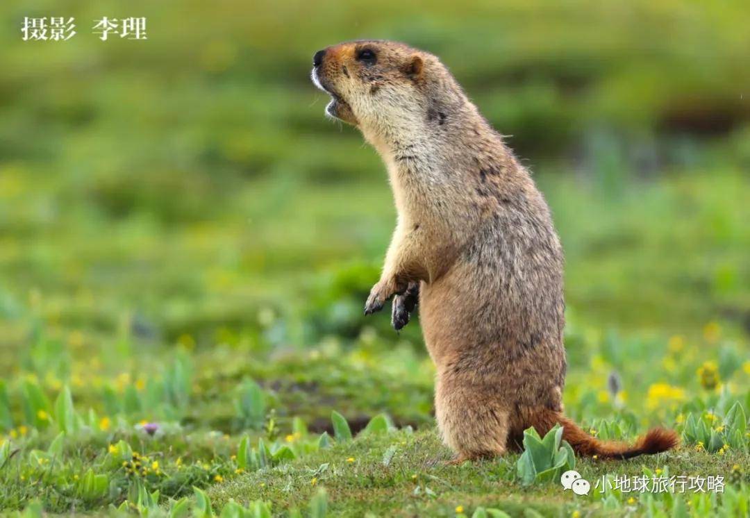 喜马拉雅旱獭魔性咆哮表情包创始人三江源国家公园野生动物百科