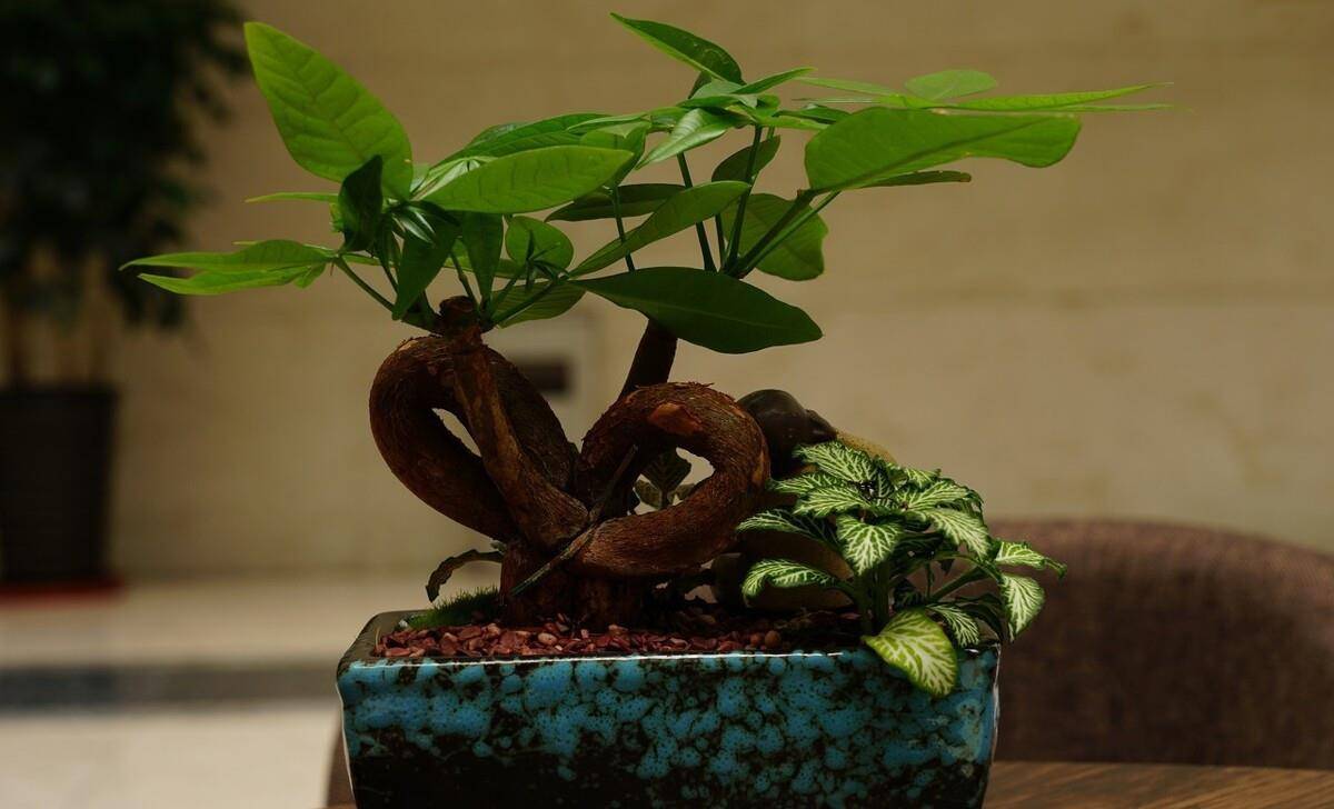 花草盆栽不如盆景，如何提升盆栽档次，3个套路助你把盆栽升级