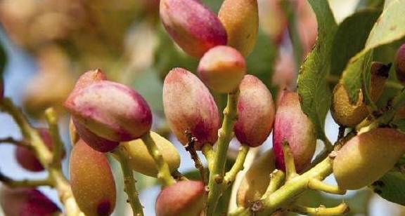 胡萝卜素|癌症最怕的5种碱性零食，告诉爸妈每天吃一点，预防癌症有奇效！