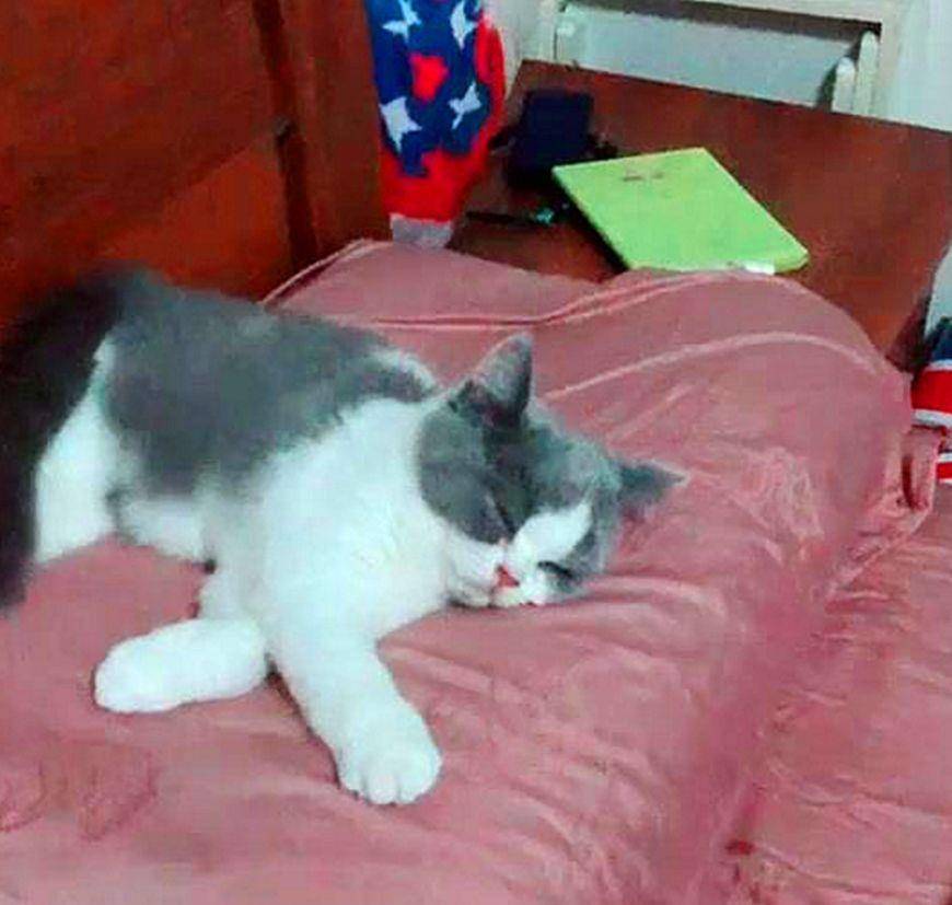 因为|贵宾用尾巴逗猫咪，柯基却因为没有尾巴被猫冷落，柯基：好难过…