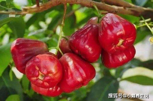 物质|每天当零食吃几个,清肝明目、美容养颜,医生也都在吃呢!