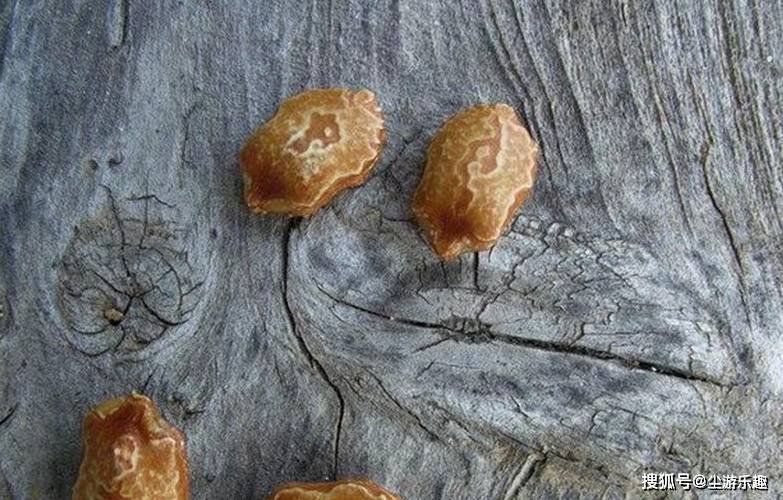 桃子|这4种野果,曾是农村人常吃的“零食”,吃过才算真正的农村娃!