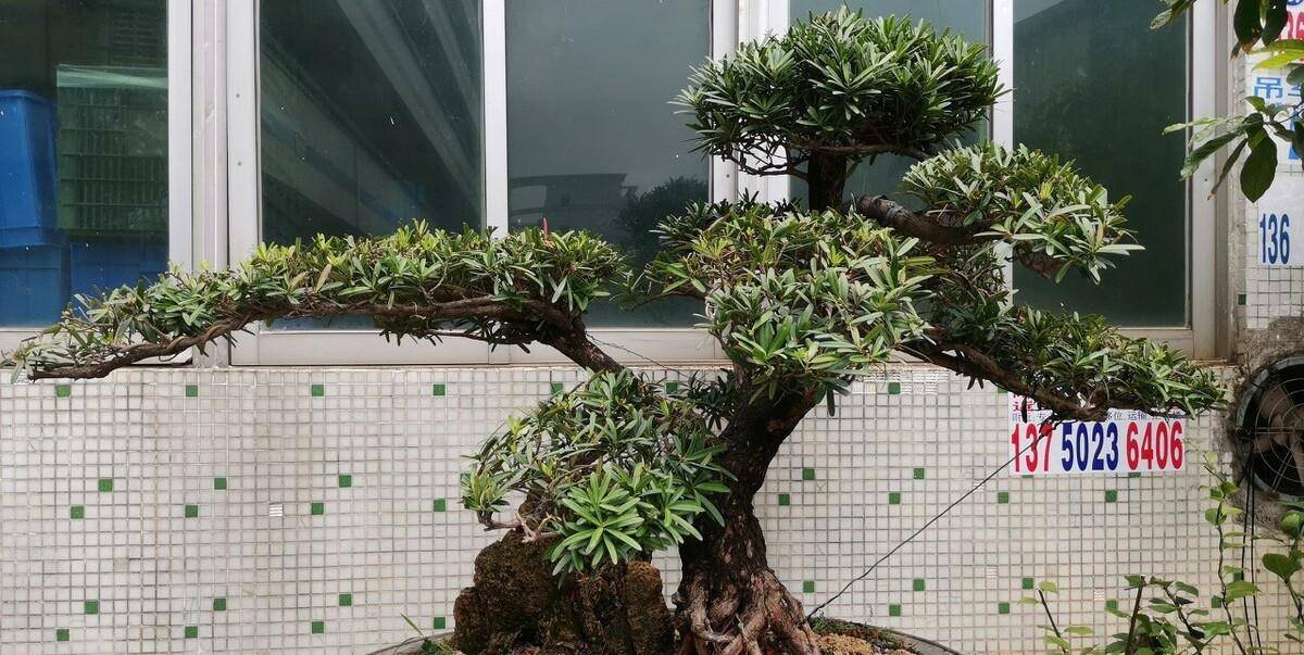 阳台上的盆景如何养护做好4点保湿最重要阳台族的福音