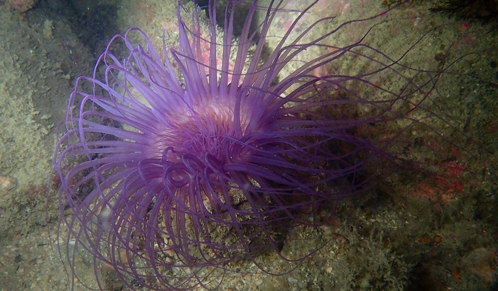 海底动物怎么画好看 5adb1c64b74c43838afba7a16440b0c8.jpeg