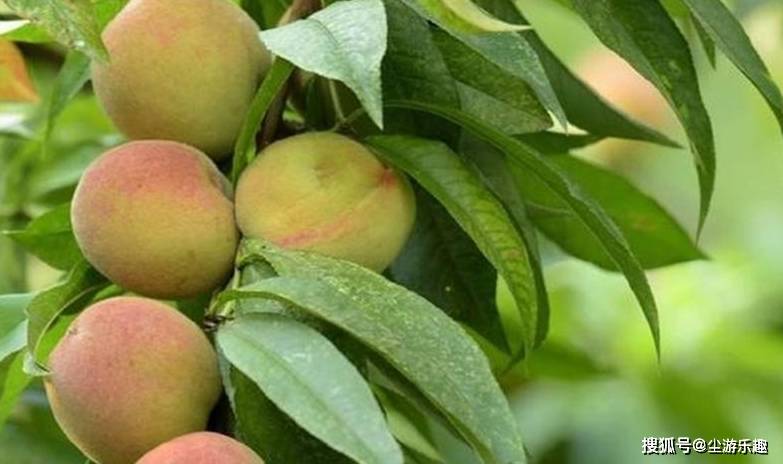 桃子|这4种野果,曾是农村人常吃的“零食”,吃过才算真正的农村娃!