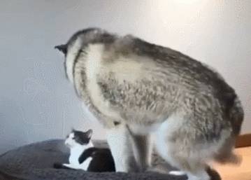 玩具|这哈士奇混的是真差劲，一眼就看出在家的地位，好心酸！