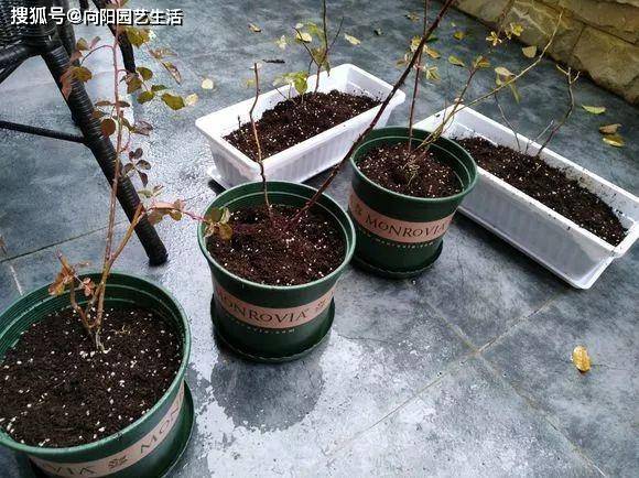 什么是进口泥炭土 跟我国黑土有啥区别 区别大着呢 别乱买 土壤