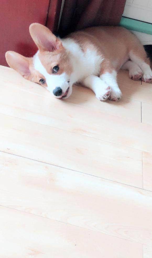 幽怨|不会柯基趴的柯基不是好柯基，来自一个看不到柯基趴的主人的怨念