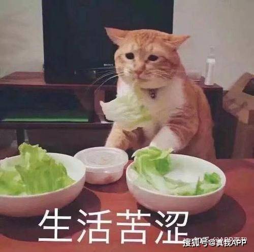 间歇|周韦彤减肥12天，只喝水？网友：感觉自己吃饭都有罪恶感……