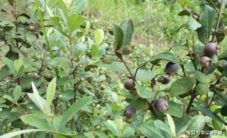 桃子|这4种野果,曾是农村人常吃的“零食”,吃过才算真正的农村娃!