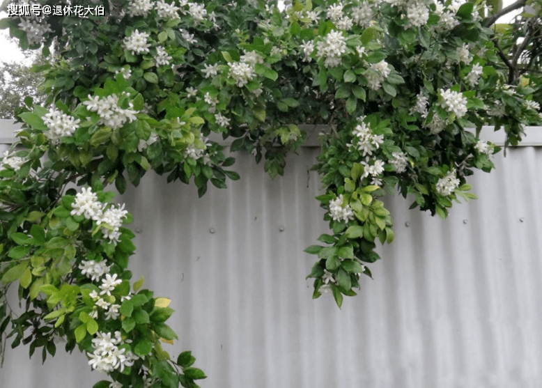 九里香其实不难养只要你能做到这4点