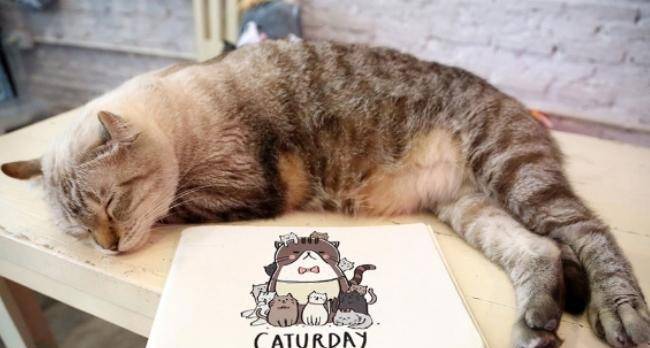 小猫咪可爱视频超萌喵星人 ff7e8b8a6e3e4e69b9e156ae9128396f.jpeg