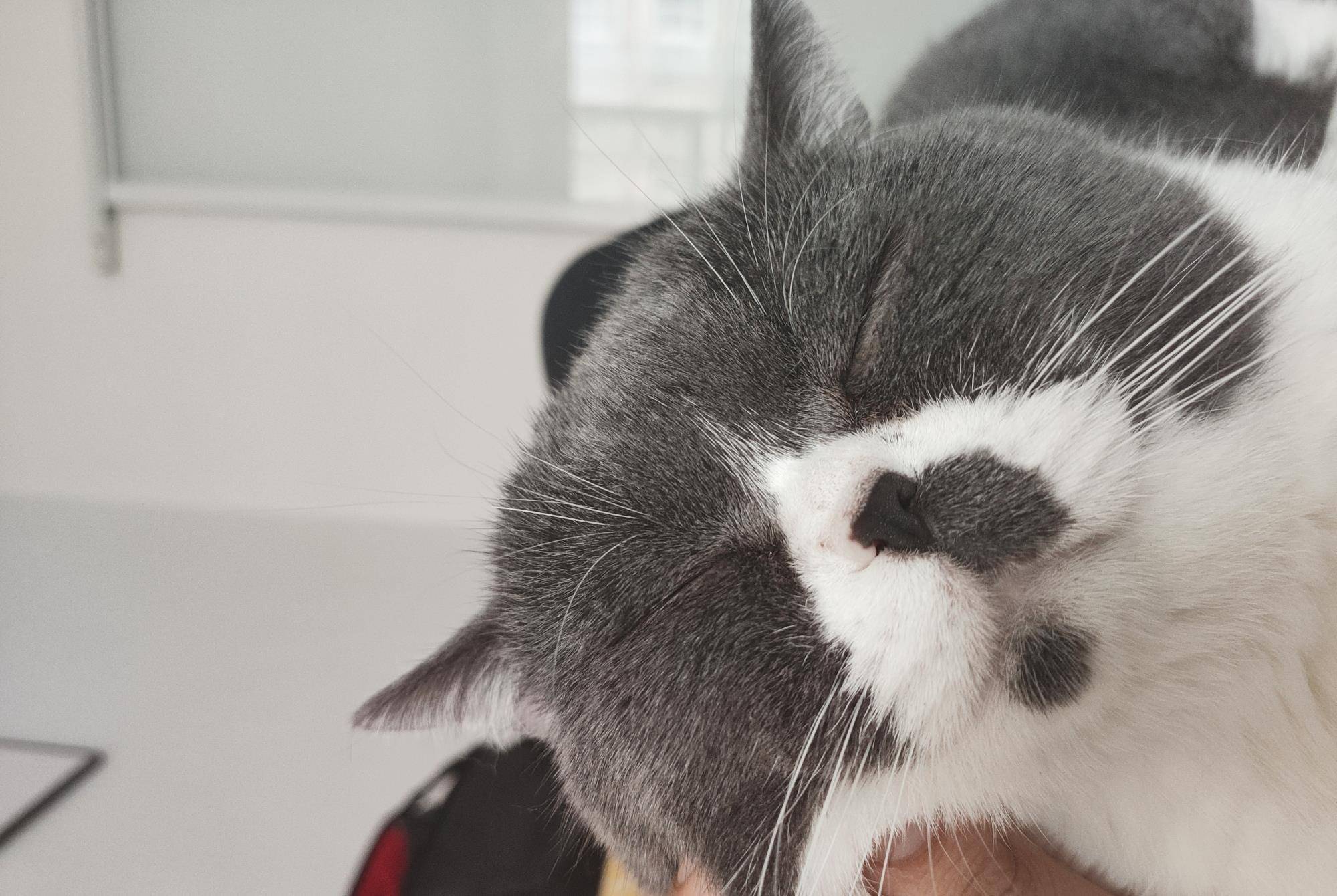 怎么才能让母猫黏人 01c196215c094995be0caa260ccbcb99.jpeg