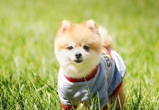 观点评论|狗狗有分离焦虑？掌握这3种方法，或许能让狗狗不再害怕！