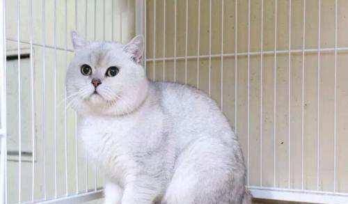 猫咪|猫挑嘴吃零食不吃饭怎么办?这些可以帮到你