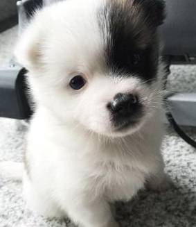 怎么挑选小狗田园犬 116dc50dc282493687da3729cbce3388.jpeg