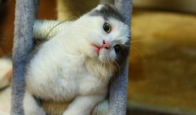 猫咪|猫咪不听话乱吃乱啃东西，这是得了异食癖？