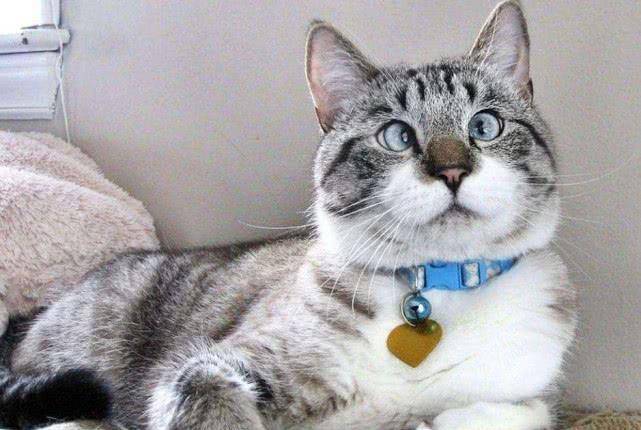 顿就|都说猫咪高冷,那为什么它会在主人熟睡的时候“偷亲”主人呢?