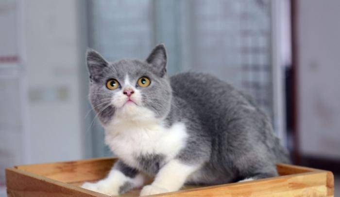 调整|猫咪最喜欢的零食都有哪些?