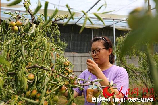 河北沧县:错季冬枣抢鲜上市 设施农业助力增收