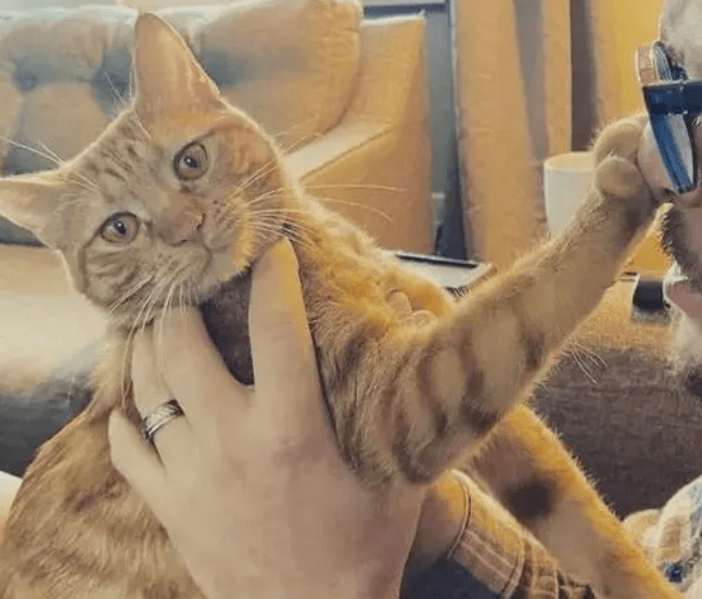 奖励|在猫咪的眼里，主人抱它起来，代表这些意思！