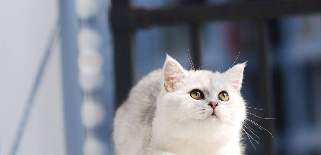 猫咪|猫挑嘴吃零食不吃饭怎么办?这些可以帮到你