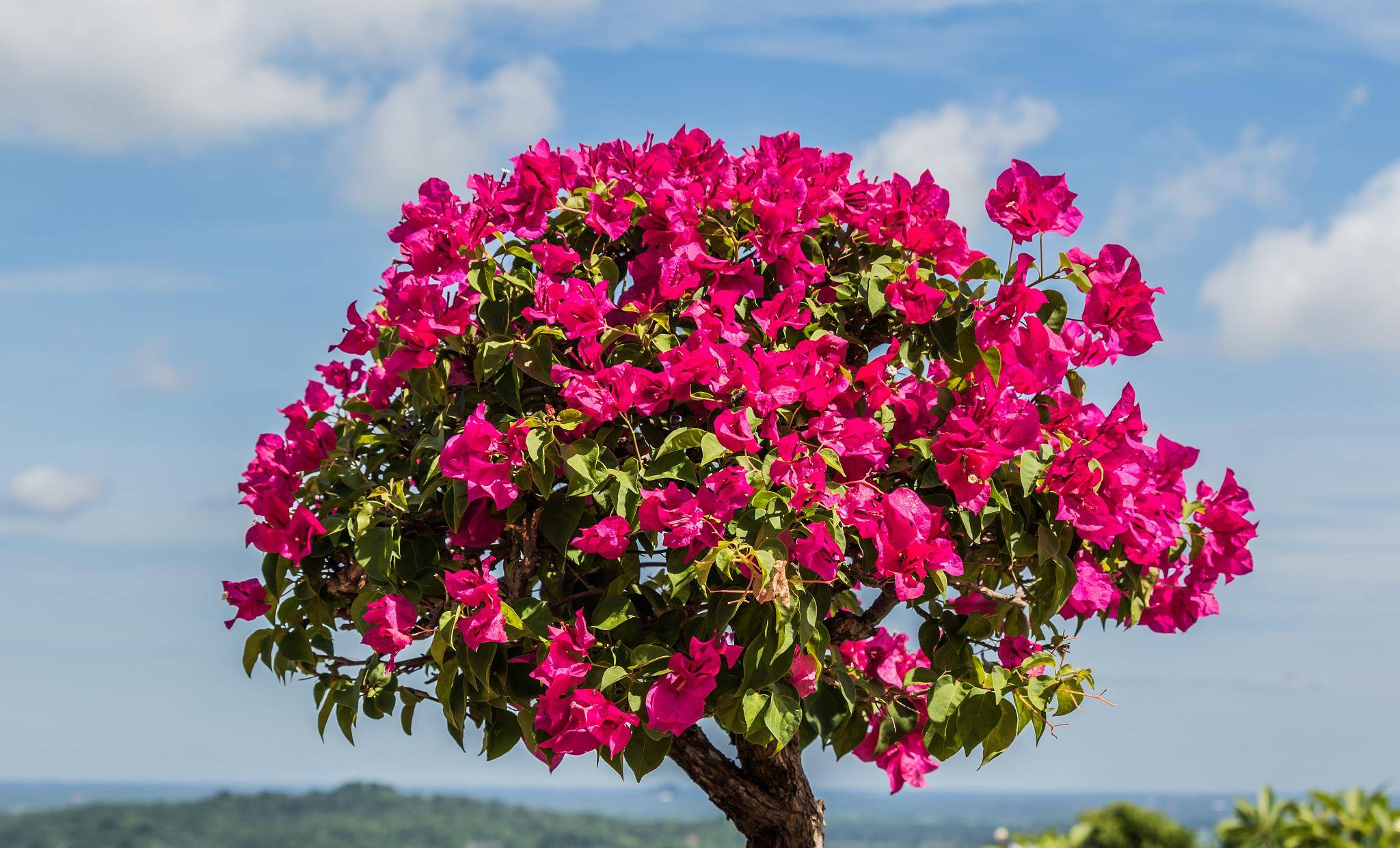 一年四季常开的花卉有哪些?_开花
