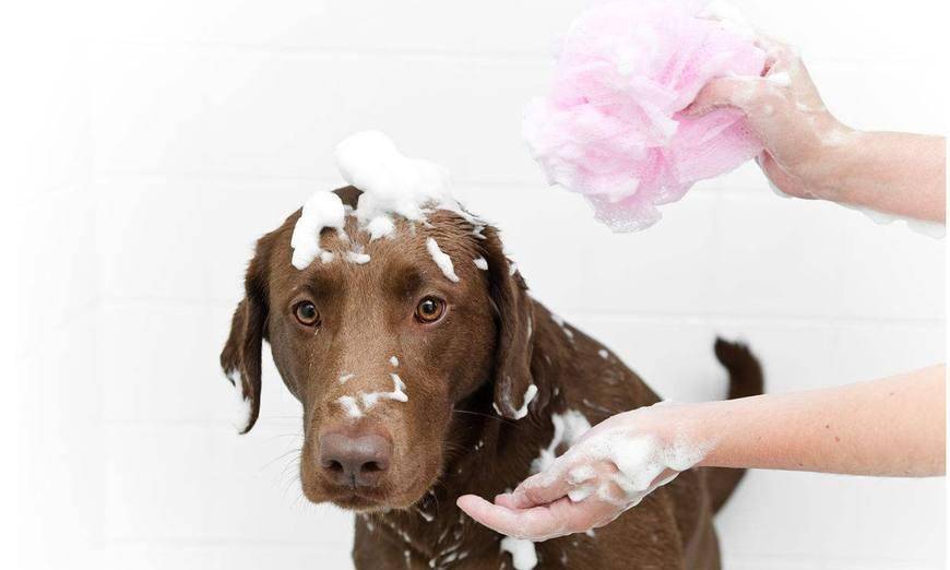 主人给金毛洗澡, 金毛: 技师手法不错, 下次还找你