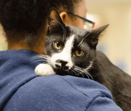 奖励|在猫咪的眼里，主人抱它起来，代表这些意思！