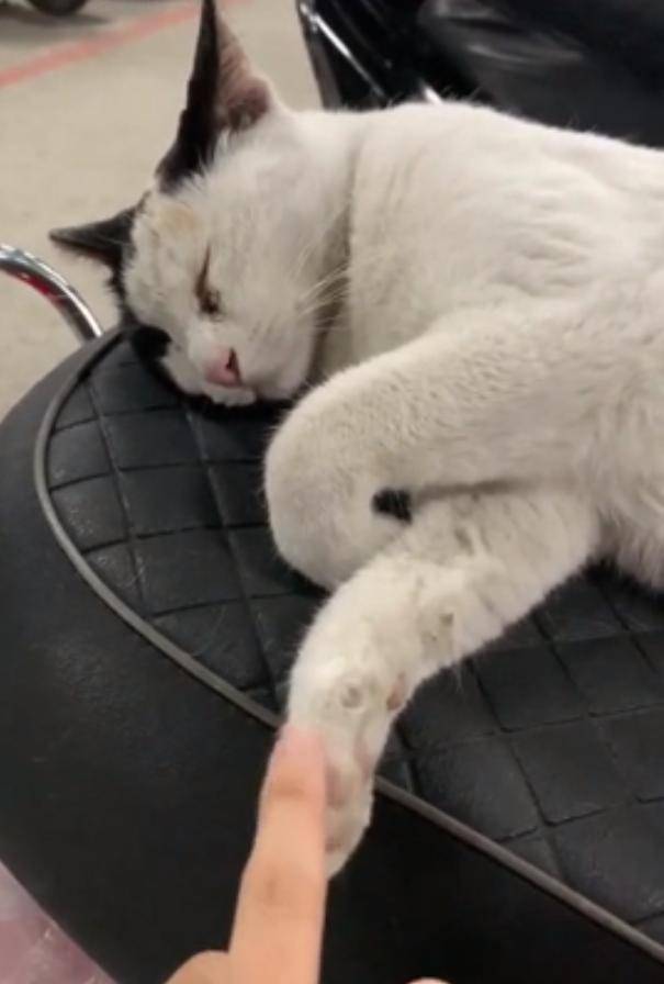 猫咪|流浪猫霸占坐骑，被疯狂调戏还不走，车主：能把猫咪带回家吗