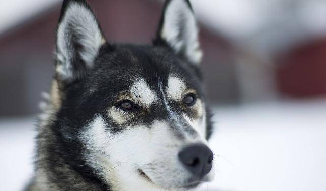 如何正确的饲养阿拉斯加 92040a0859af4b9780b106bc6a970325.jpeg