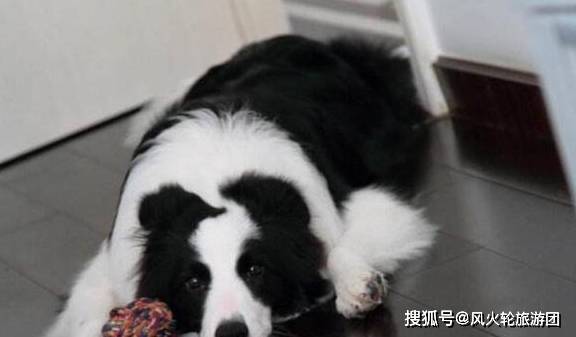 因为|对狗狗来说，这5类人最可怕了，你在其中吗？