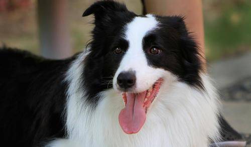 奖励|如何让边牧变得聪明又听话