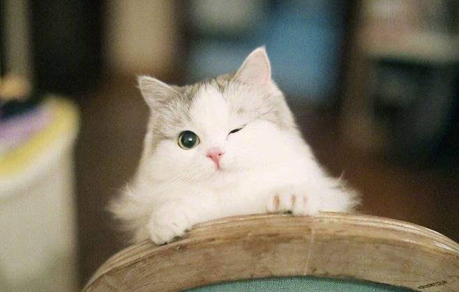 猫咪|六种高颜值适合家养的猫，你家猫又在列上吗