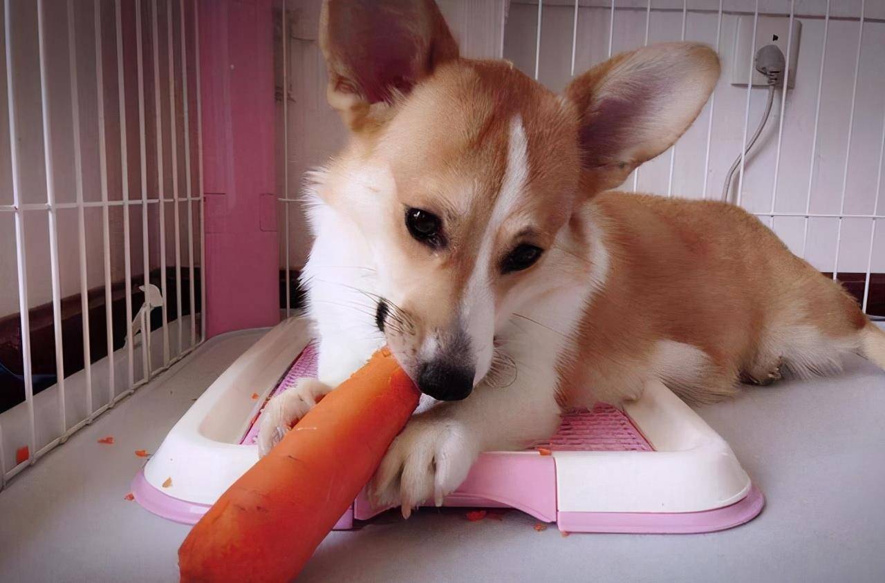 时间|柯基犬若有以下行为,说明它在守护你!