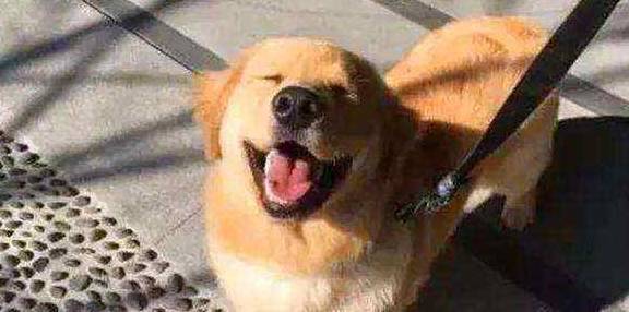 如何给狗狗取名字 be161090bc9543dc8edc91ba94eef863.jpeg